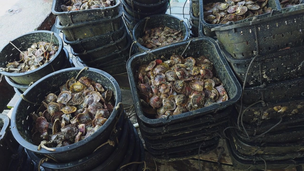 Oysters In Crates In Halong Bay Oyster Farm In Vietnam