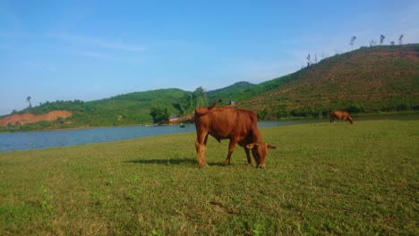 Paquete-3-En-1-De-Una-Vaca-Asiática-Desde-Un-ángulo-Diferente,-Ultra-Hd