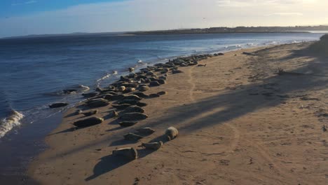 Aerial-View-Of-Group-Of-Grey-Seals-Relaxing-On-Sandbanks-At-Findhorn-Bay,-Scotland-During-Sunset