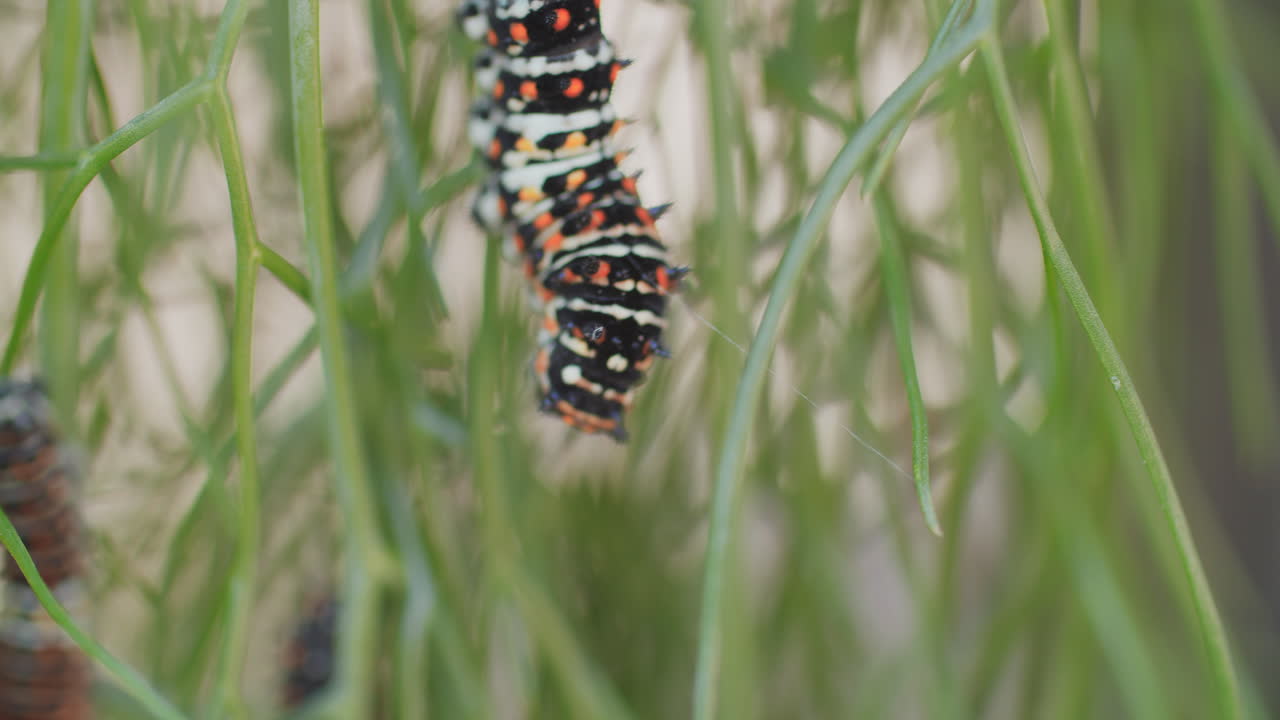 una foto macro de una oruga de mariposa de cola de golondrina inmadura mientras mastica anís