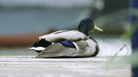 Eine-Männliche-Ente,-Die-Auf-Einem-Holzhafen-In-Der-Nähe-Des-Hauptfährhafens-Liegt