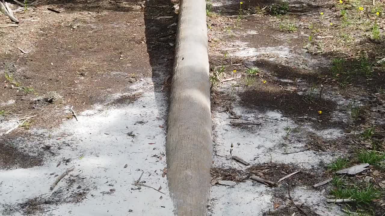 슬로우모션  ⁇  트리 플로리다,  ⁇ 드 카메라