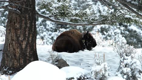 bison sitting in snow under tree in yellowstone national park