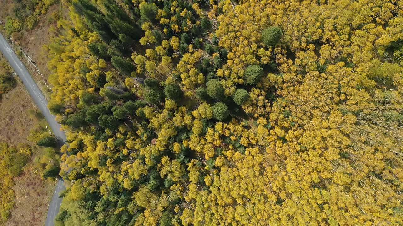 가을에 노란 아스펜 숲과 시골 시골길의 높은 각도의 조감도