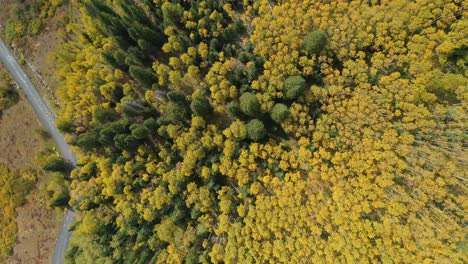 high angle aerial view of yellow aspen forest and rural countryside road on fall