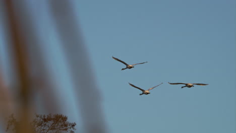 a group of swans flying at winter sunset, high quality 4k 150fps slowmotion footage