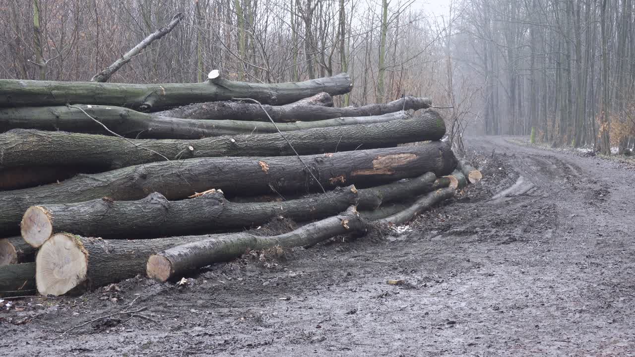 Logging and deforestation, panning shot of cut down trees and trunks in cold autumn weather in rain and mud