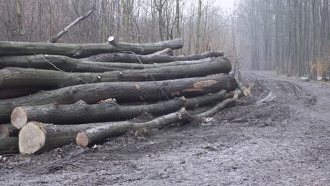 logging and deforestation, panning shot of cut down trees and trunks in cold autumn weather in rain and mud