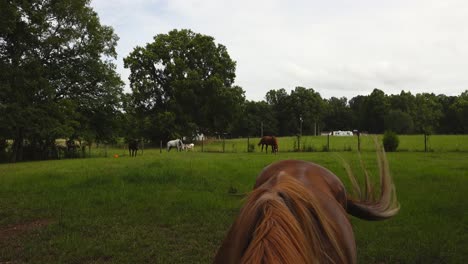 Horse-curious-of-the-camera-while-other-horses-graze