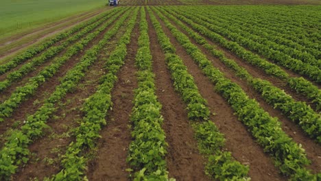 aerial shot flying fast over strawberry field, with women working