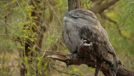 tawny frogmouth bird perched asleep on a tree branch