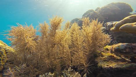 a static underwater shot of the delicate beauty of soft corals bathed in sunlight