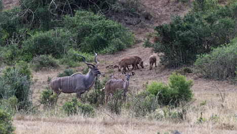 El-Macho-Kudu-Mayor-Permanece-Cerca-De-La-Hembra-En-La-Temporada-De-Apareamiento.