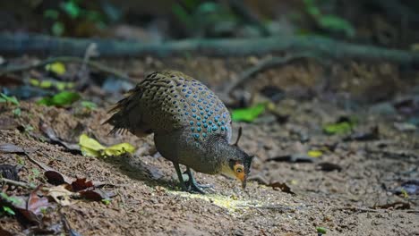 taman negara national park with the crested peacock-pheasant in the protected natural habitat in malaysia. close-up shot