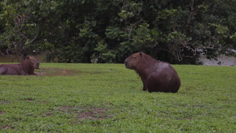 roedor de capibaras sentado junto a la orilla del río relajante - plano general