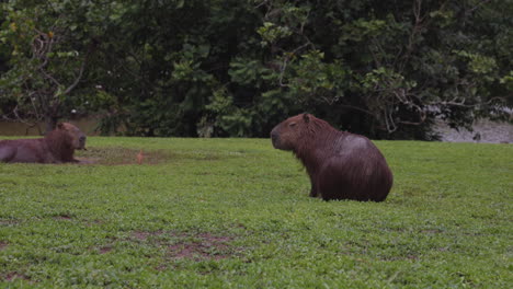 capybaras rodent sitting next to river bank relaxing - wide shot