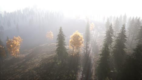 Luftaufnahme-Des-Wunderschönen-Herbstwaldes-Bei-Sonnenuntergang-Mit-Grünen-Kiefern