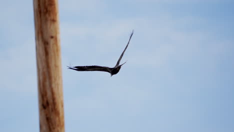 slow motion of a juvenile bald eagle in flight