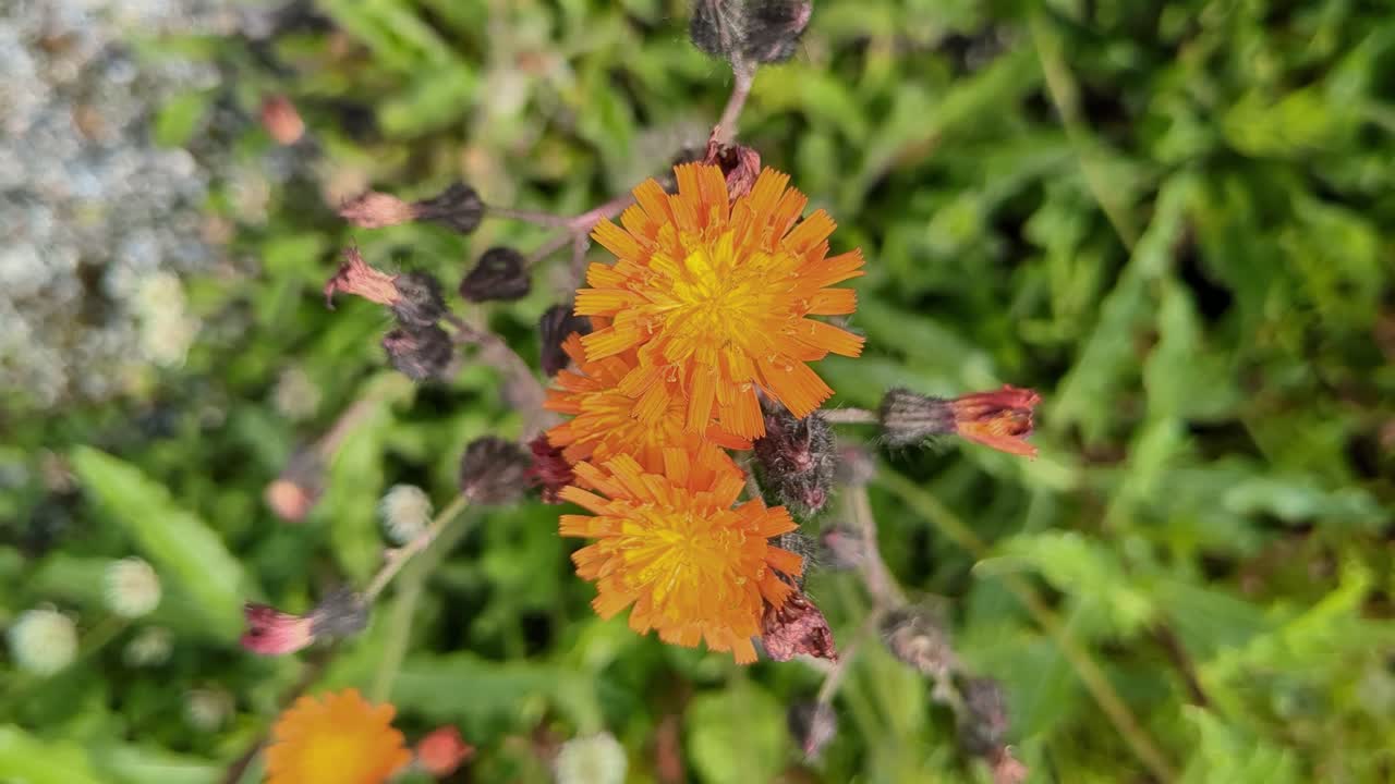 Orange flowers in bloom