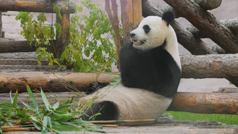 Giant-panda-(Ailuropoda-melanoleuca)-also-known-as-the-panda-bear-or-simply-the-panda,-is-a-bear-native-to-south-central-China.