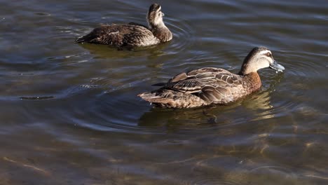 un grupo de patos remando suavemente en un lago.