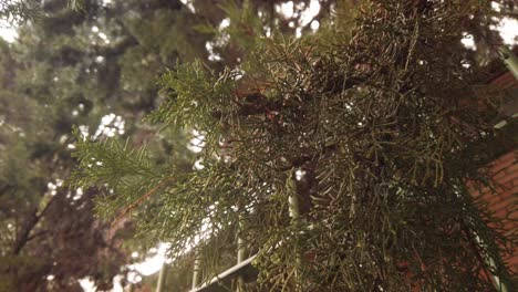 gotas de agua de lluvia que caen del follaje del árbol de cedro siempreverde de thuja, detalle de primer plano