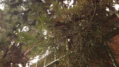 rain water drops falling from thuja evergreen cedar tree foliage, closeup detail