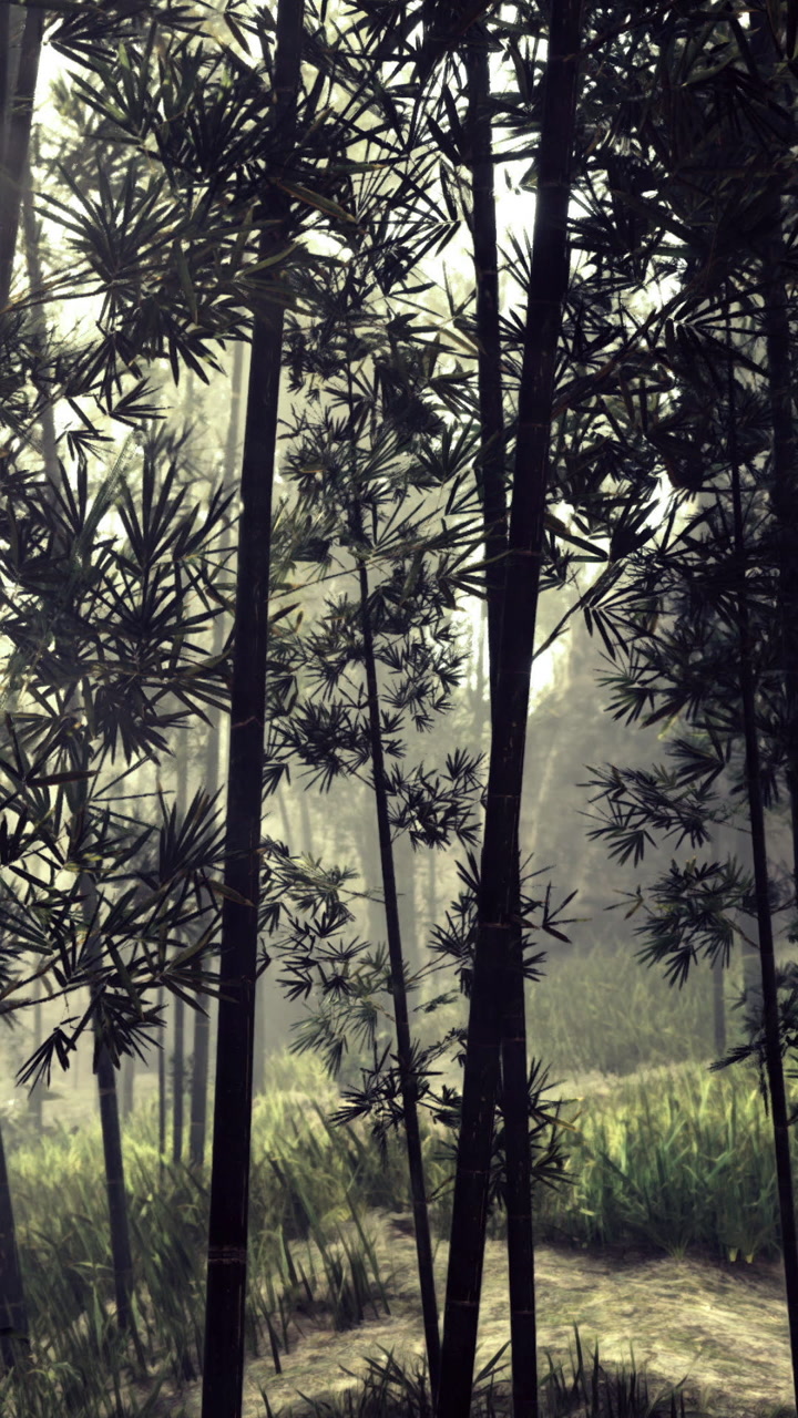 Bamboo forest path enveloped in morning mist awakens natures secrets
