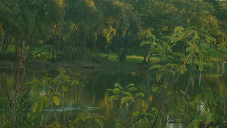 Tranquil-lake-surrounded-by-lush-greenery-in-Arauca,-Colombia,-at-dusk