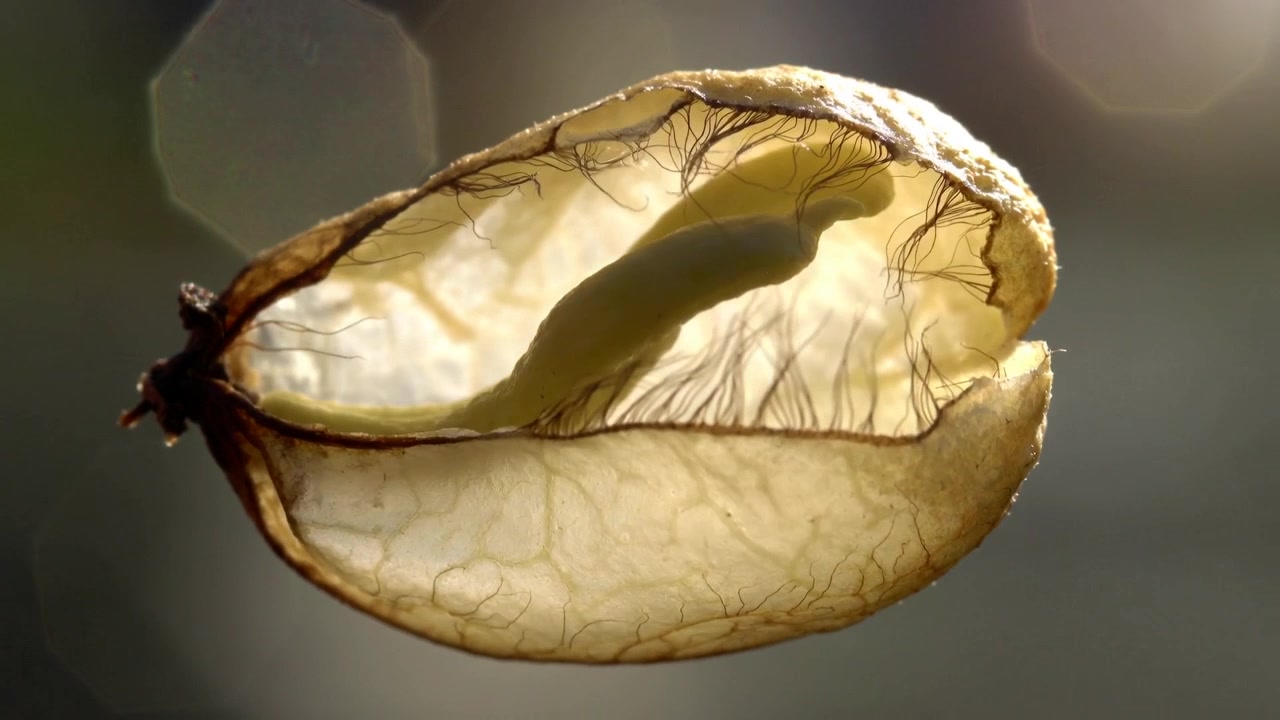 Sunlight pushing pod opening at stem in close-up, membrane pulling back, revealing larva hairs