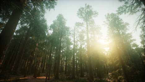 redwood forest foggy sunset scenery