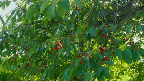 Cerezo-Moteado-De-Sol-Con-Bayas-Rojas-Maduras-Y-Exuberantes-Hojas-Verdes