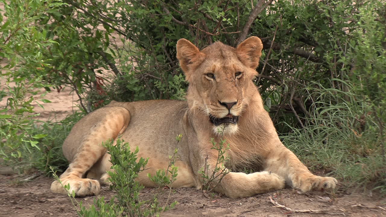 close-up handheld shot van een jonge luie leeuw die in de hitte rust