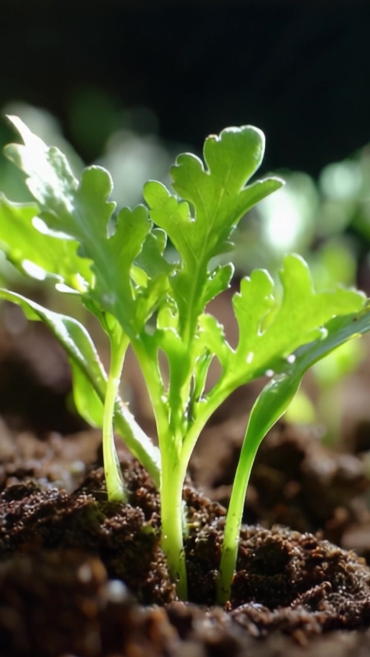 Vibrantes plántulas verdes emergiendo de tierra oscura: Una mirada de cerca al crecimiento y la renovación de plantas jóvenes en su hábitat natural.
