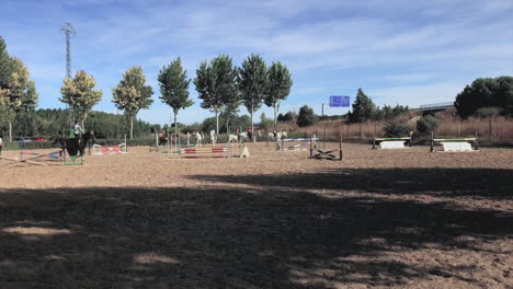 hermosos caballos y un día soleado