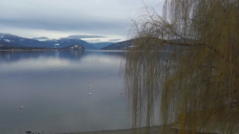 Amazing-rocky-mountains-reflecting-into-the-Shuswaplake-on-a-cloudy-day-with-a-yellow-colored-tree-on-the-foreground