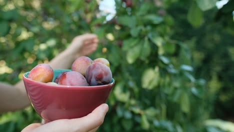 female hand picking up plums from tree, slow motion, close up