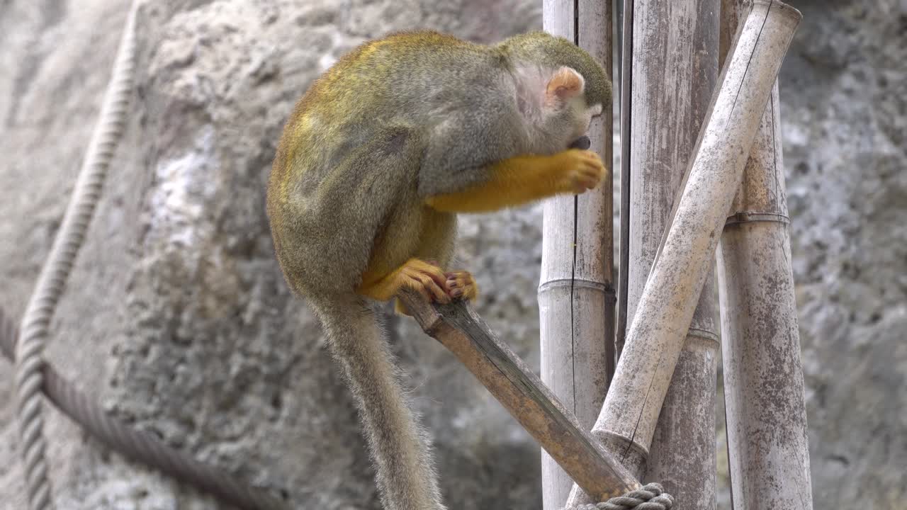mono ardilla primate comiendo mandarina en una rama de árbol de bambú en el zoológico