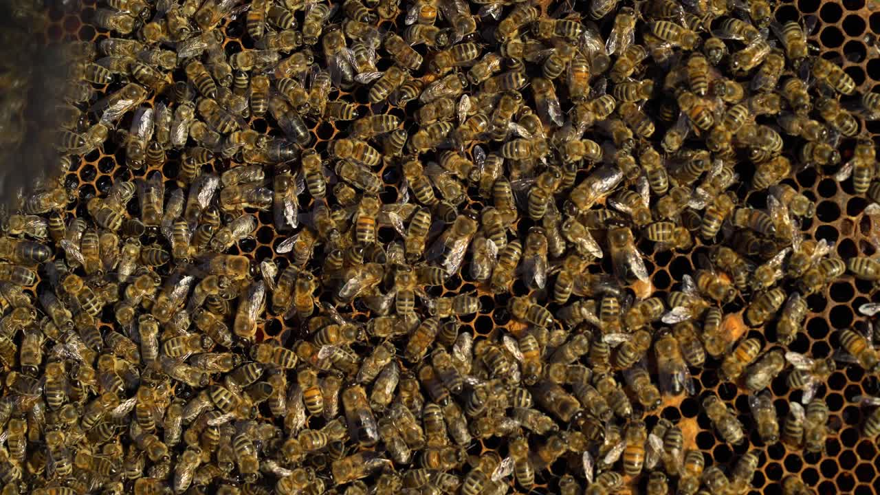 Bees collect nectar. Life inside the hive. Beehive in the apiary. Close-up