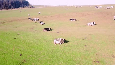 broad view of a herd of cows contained within a field looking after your calfs