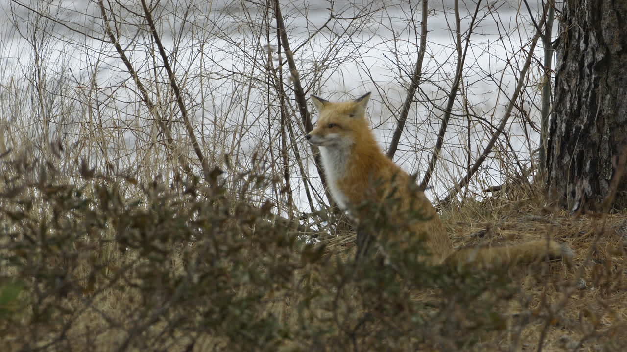 Medium shot of a red fox in sparse woods, near the Saco River in Maine