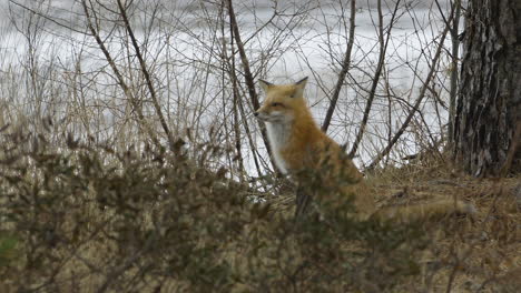 medium shot of a red fox in sparse woods, near the saco river in maine