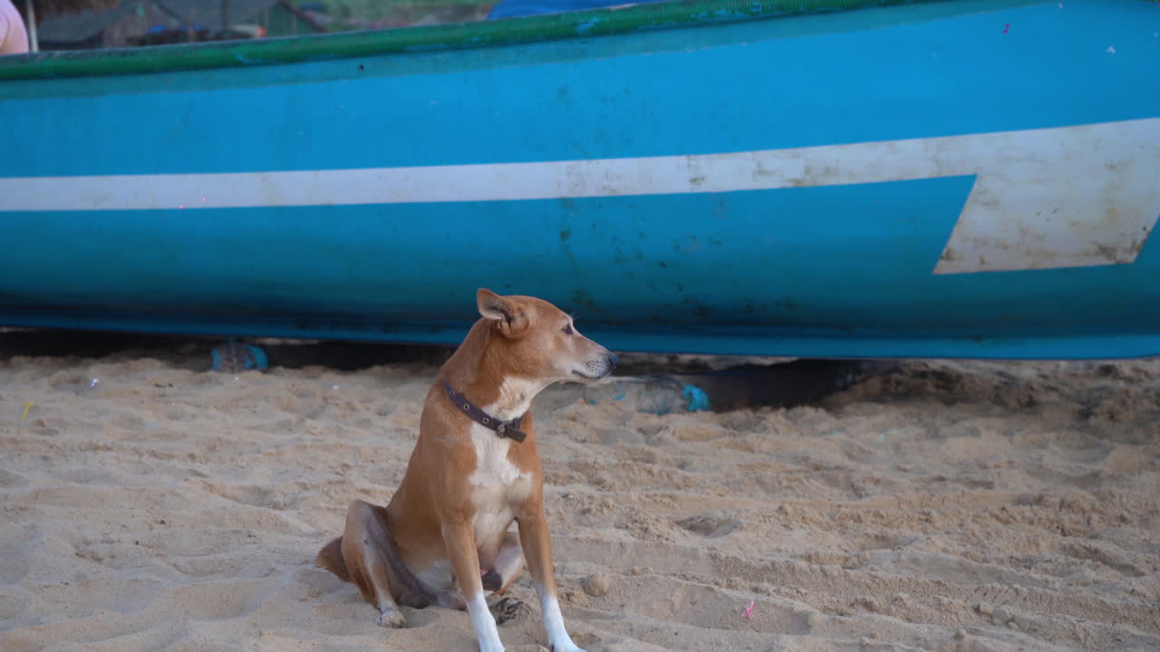 video de 4k de un lindo perro sentado en la playa y mirando a su alrededor con un barco azul en el fondo