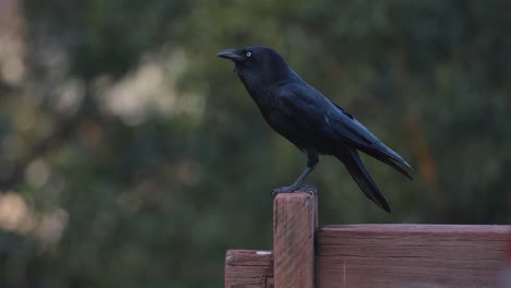 a crow perched on a wooden fence chirping