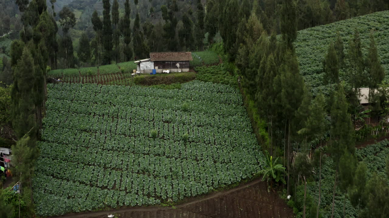 Lush green vegetable fields at Cemoro Lawang mountain village