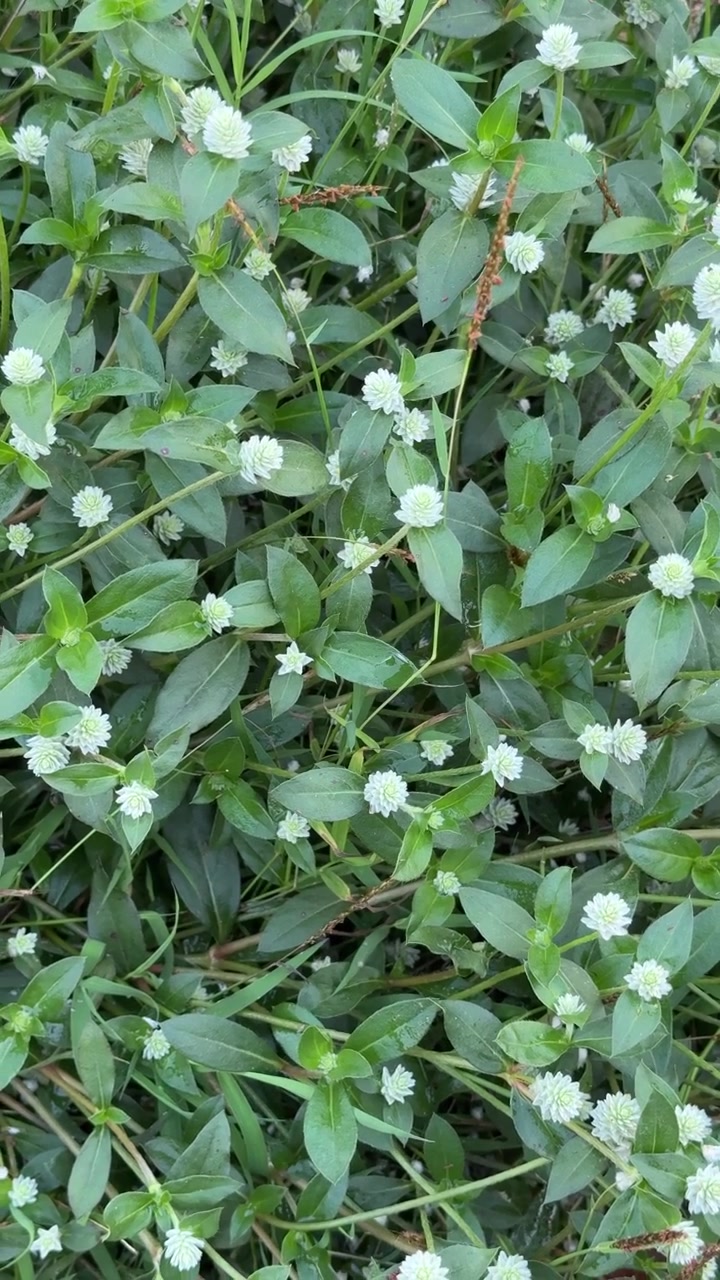 Top View of Small White Flowers and Green Leaves in a Garden