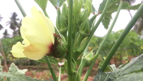 lady fingers or okra vegetable on plant in farm