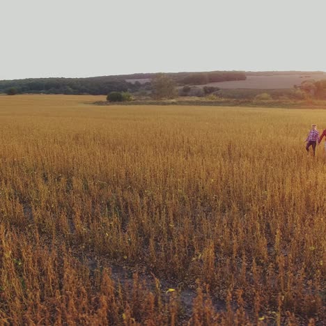 couple walking through a golden field at sunset