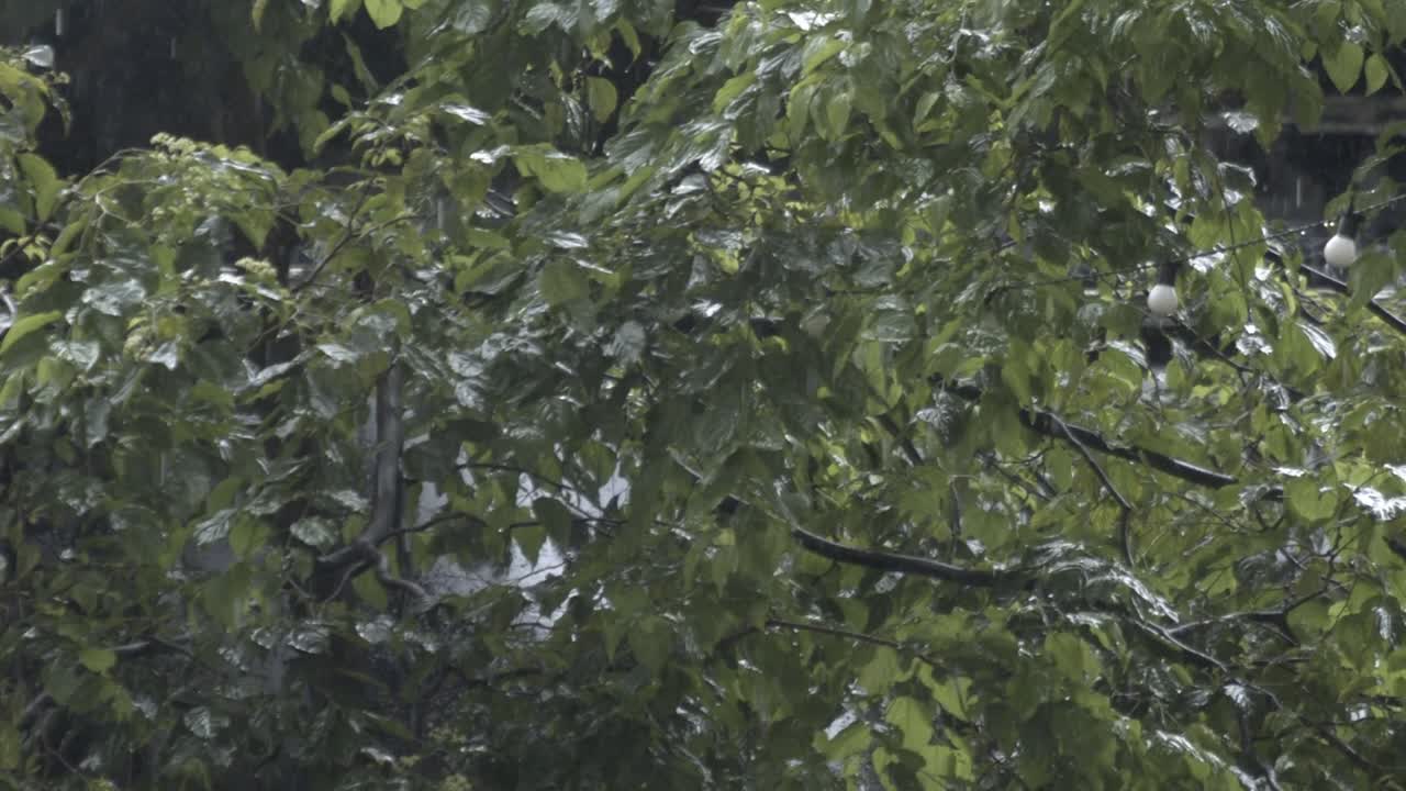 Seasonal downpours, stormy weather, rainfall pouring, wet atmosphere