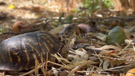 close-up view of ornate box turtle on a sunny day.